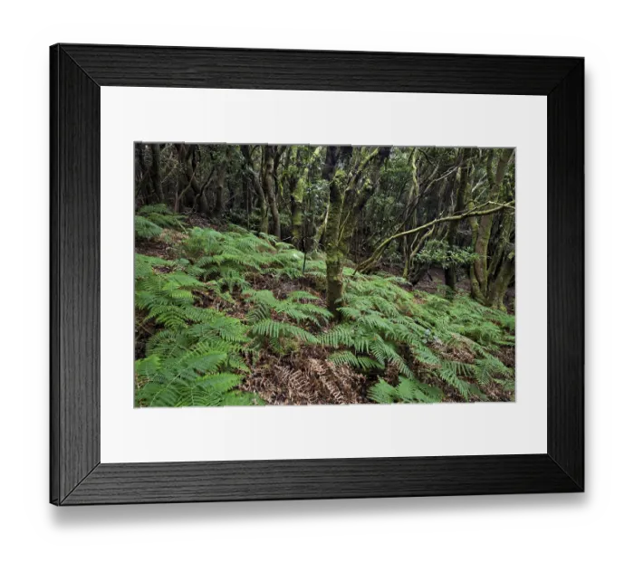 Framed Print : Moss-covered trees and ferns in the laurel forest