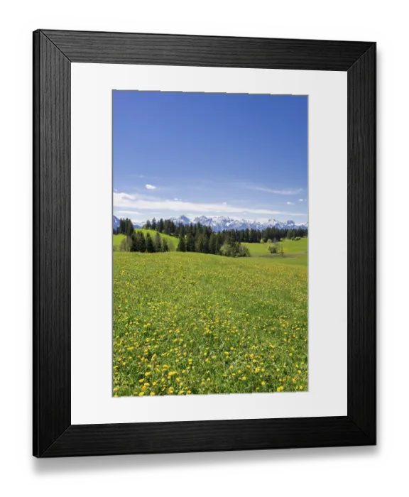 Framed Print : View of the Allgaeu Alps, dandelion meadow