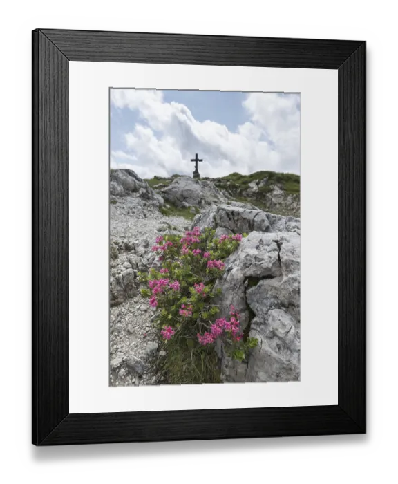Framed Print : Alpine rose blossom, rhododendron Framed Print : Alpine rose blossom, rhododendron
