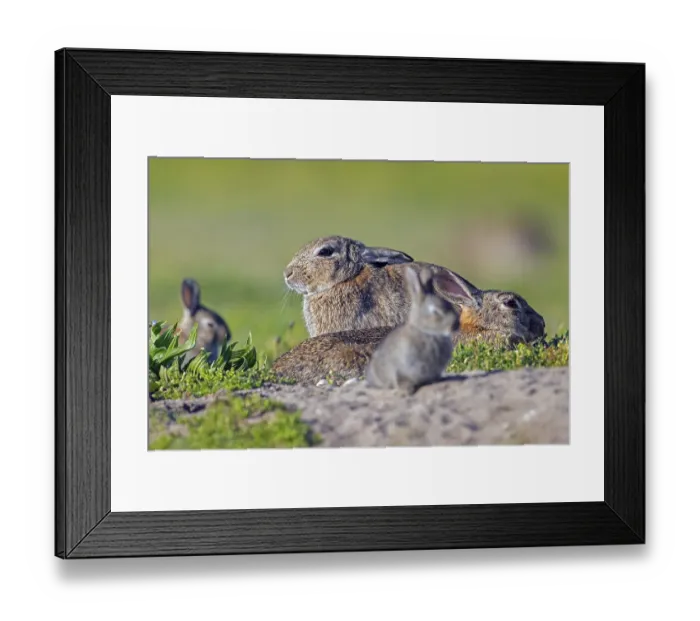 Framed Print : European rabbits, common rabbit (Oryctolagus cuniculus) parents with two young Framed Print : European rabbits, common rabbit (Oryctolagus cuniculus) parents with two young