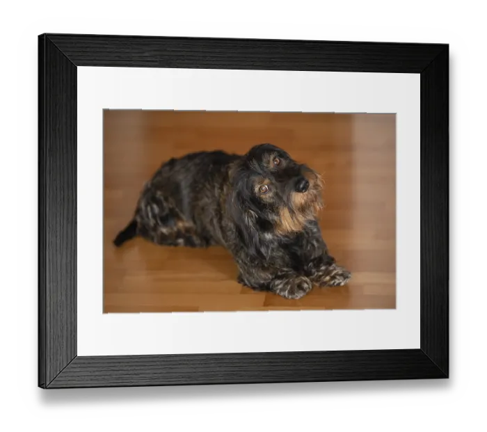 Framed Print : Rough-haired dachshund, male dog Framed Print : Rough-haired dachshund, male dog