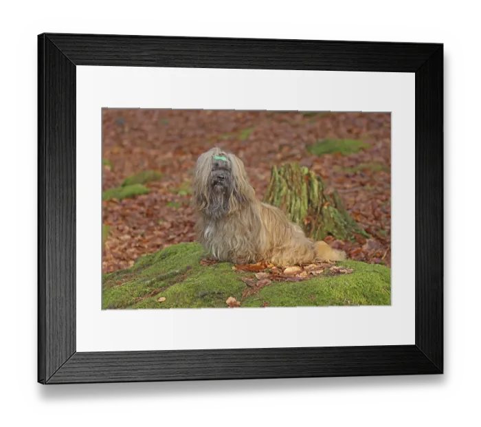 Framed Print : Lhasa Apso