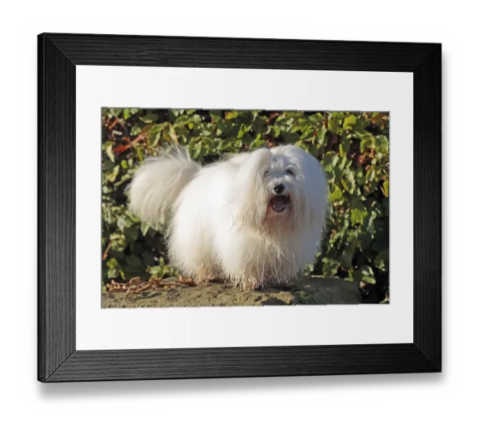 Framed Print : Coton de Tulear, cotton dog, Madagascar, Africa Framed Print : Coton de Tulear, cotton dog, Madagascar, Africa