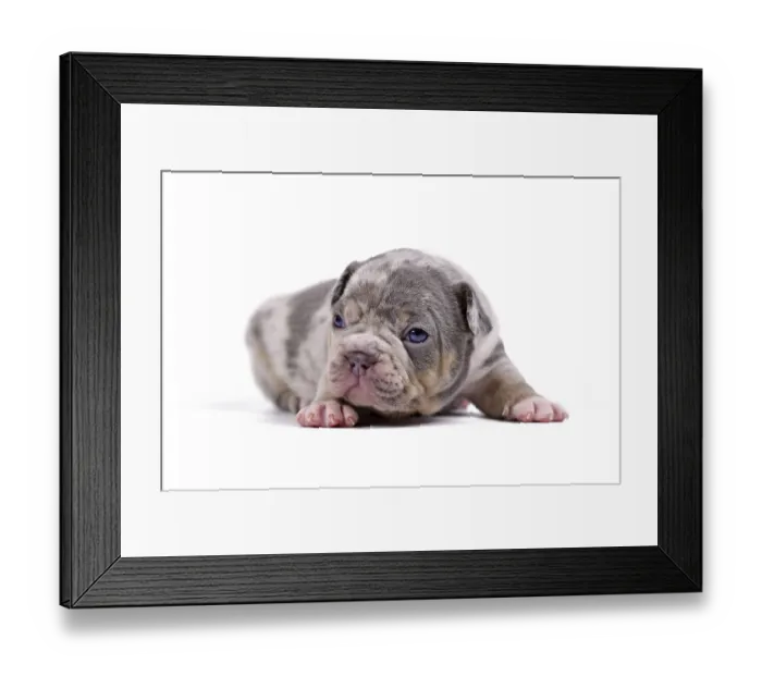 Framed Print : Small merle colored French Bulldog dog puppy on white background Framed Print : Small merle colored French Bulldog dog puppy on white background