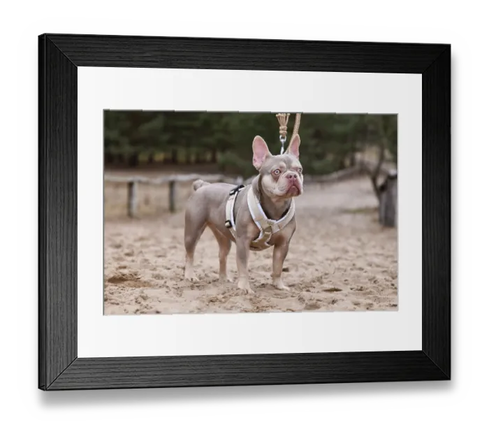 Framed Print : New Shade Isabella orange Tan colored French Bulldog with Y shaped dog harness and leash standing in sand