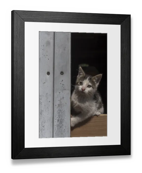 Framed Print : Young cat looking out of a door