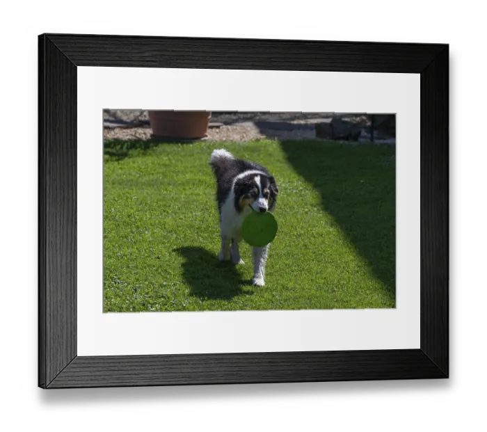 Framed Print : Dog, breed Australian Shepherd retrieves a Frisbee disc Bavaria