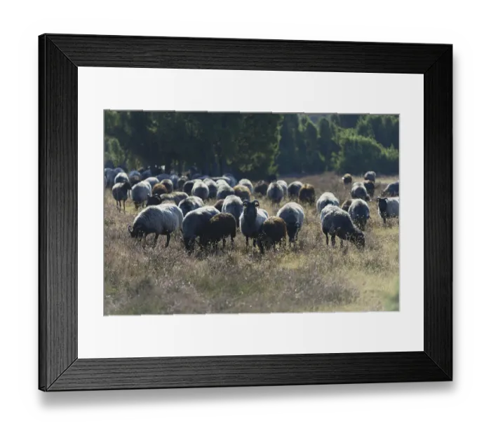 Framed Print : Heidschnucken (Ovis aries), herd in the blooming heathland Framed Print : Heidschnucken (Ovis aries), herd in the blooming heathland