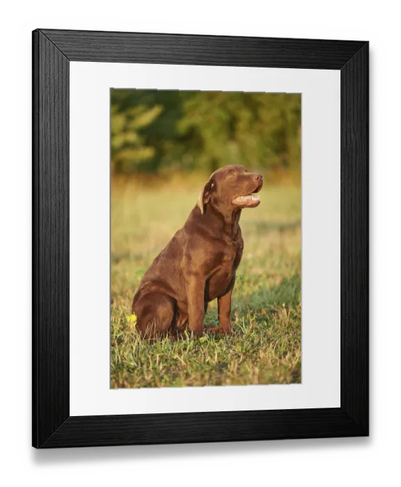 Framed Print : Close-up of a Labrador Retriever on a meadow in late summer