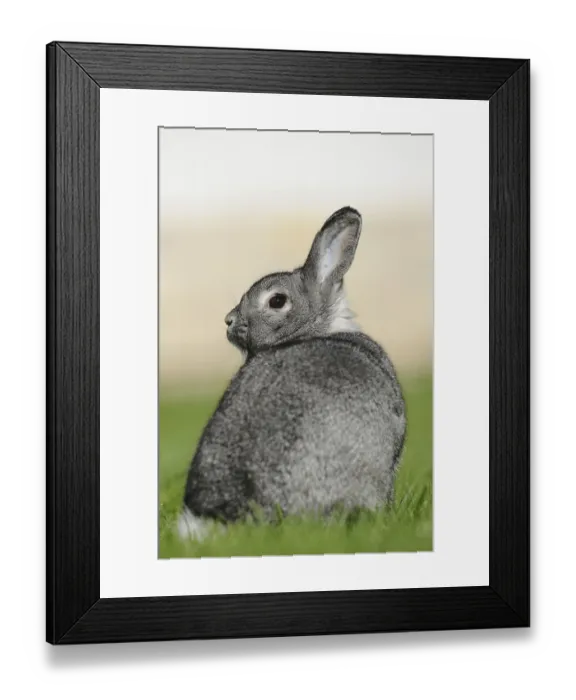 Framed Print : Grey hare looking backwards on a green meadow