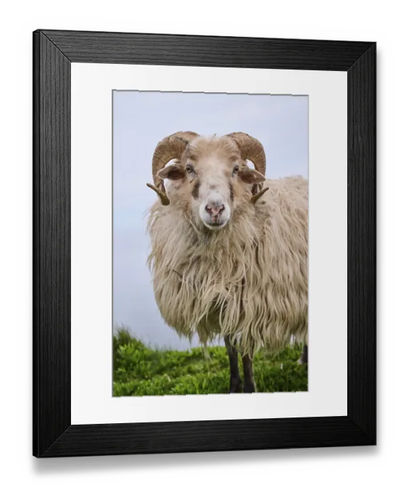 Framed Print : Domestic sheep (Ovis aries) Heidschnucke moorland sheep