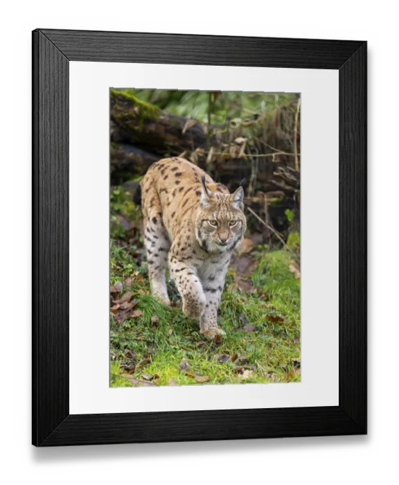 Framed Print : Eurasian lynx (Lynx lynx), in a forest