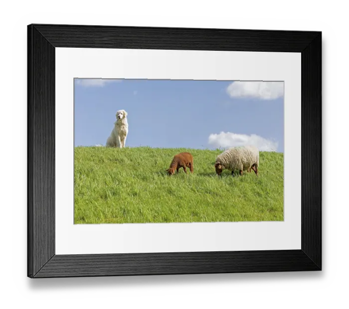Framed Print : Shepherd dog guarding sheep, shepherd dog Framed Print : Shepherd dog guarding sheep, shepherd dog
