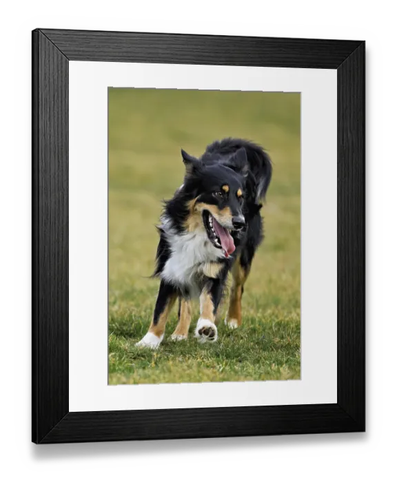 Framed Print : Mixed breed dog between Border Collie and Australian Shepherd jumps across meadow