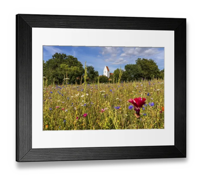 Framed Print : Colourful flower meadow in front of the church of Elmelunde
