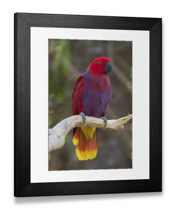 Framed Print : Female Eclectus Parrot (Eclectus roratus)