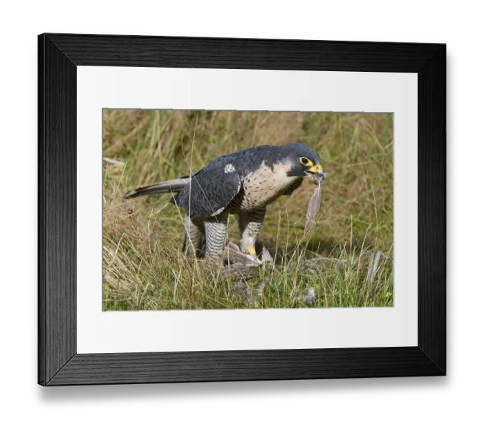 Framed Print : Peregrine Falcon (Falco peregrinus)
