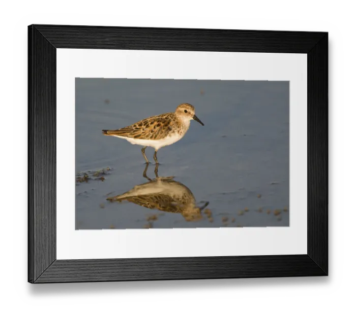 Framed Print : Little stint (Calidris minuta) Framed Print : Little stint (Calidris minuta)