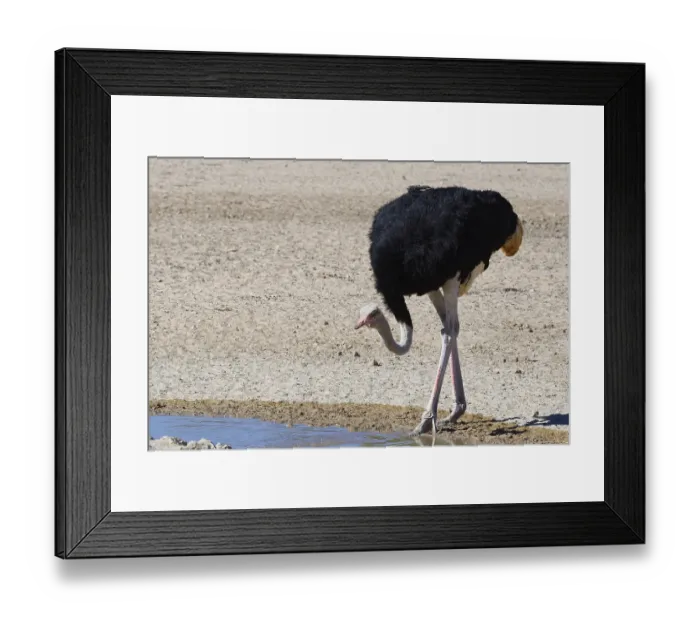 Framed Print : South African ostrich (Struthio camelus australis) Framed Print : South African ostrich (Struthio camelus australis)