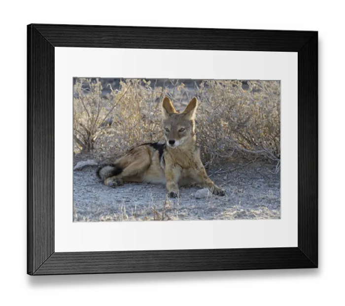 Framed Print : Black-backed jackal (Canis mesomelas)