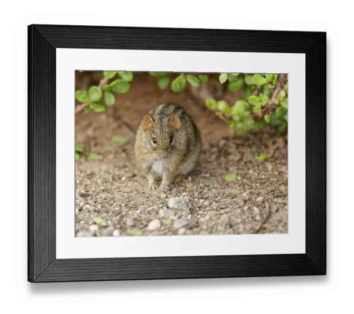 Framed Print : Four-striped grass mouse (Rhabdomys pumilio) Framed Print : Four-striped grass mouse (Rhabdomys pumilio)