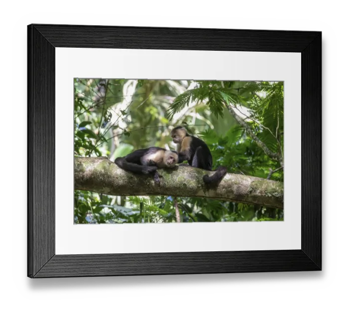 Framed Print : Tortuguero National Park, Costa Rica