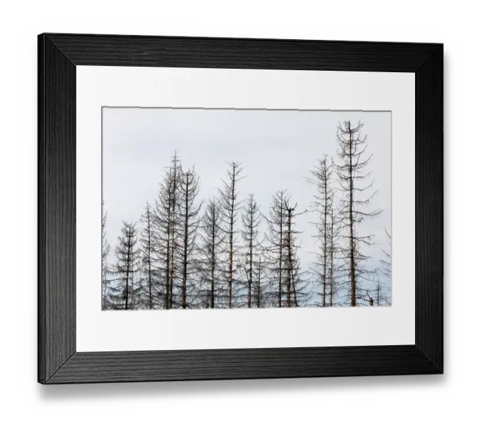 Framed Print : Dead spruce trees, due to infestation by bark beetles Framed Print : Dead spruce trees, due to infestation by bark beetles