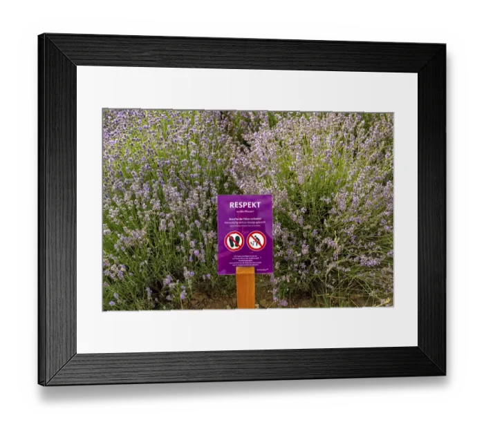 Framed Print : Lavender fields in East Westphalia Lippe Framed Print : Lavender fields in East Westphalia Lippe