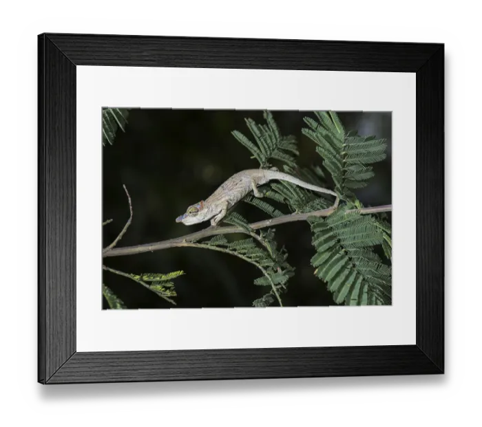 Framed Print : Short-horn chameleon (Calumma nasutum)