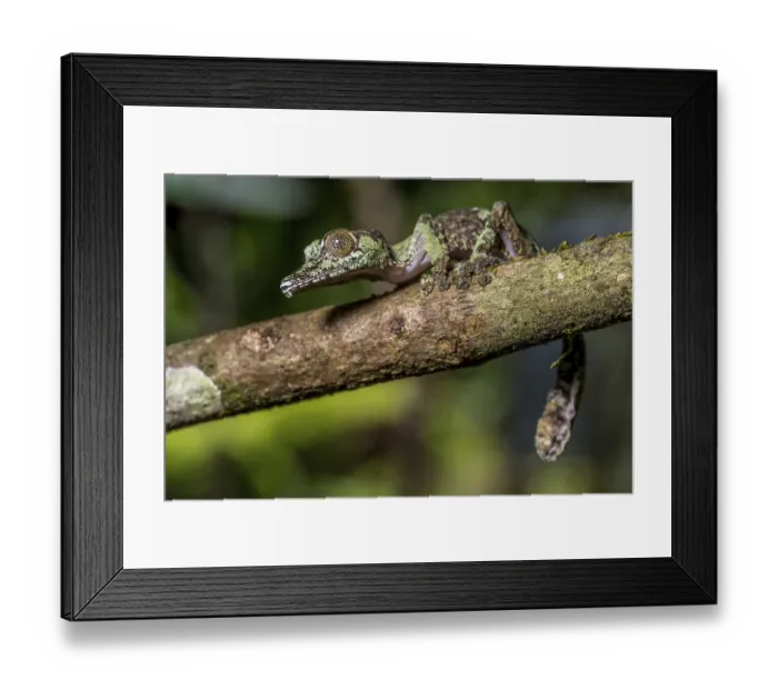 Framed Print : Mossy leaf-tailed gecko (Uroplatus sikorae)