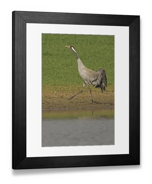 Framed Print : Common Crane, Eurasian Crane (Grus grus) Framed Print : Common Crane, Eurasian Crane (Grus grus)