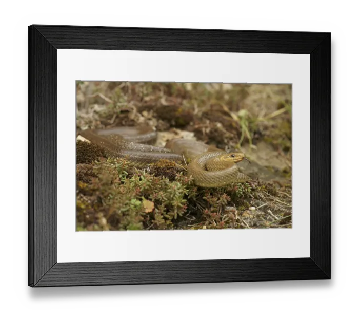 Framed Print : Aesculapian Snake (Zamenis longissimus) Framed Print : Aesculapian Snake (Zamenis longissimus)