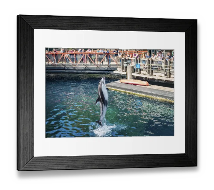 Framed Print : Pacific white-sided dolphin (Lagenorhynchus obliquidens) jumps out of the water at a dolphin show Framed Print : Pacific white-sided dolphin (Lagenorhynchus obliquidens) jumps out of the water at a dolphin show