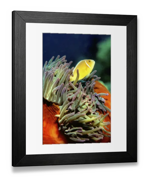 Framed Print : Orange skunk clownfish A. SANDARACINOS