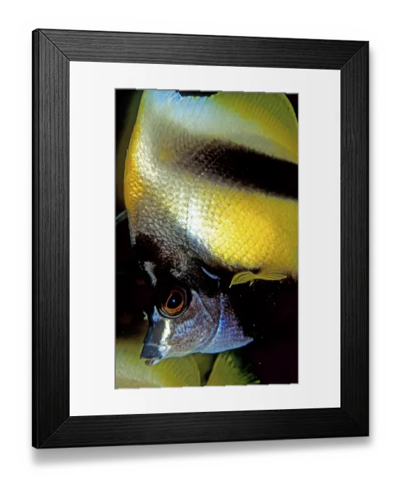 Framed Print : Red Sea bannerfish, Heniochus intermedius, Egypt Framed Print : Red Sea bannerfish, Heniochus intermedius, Egypt