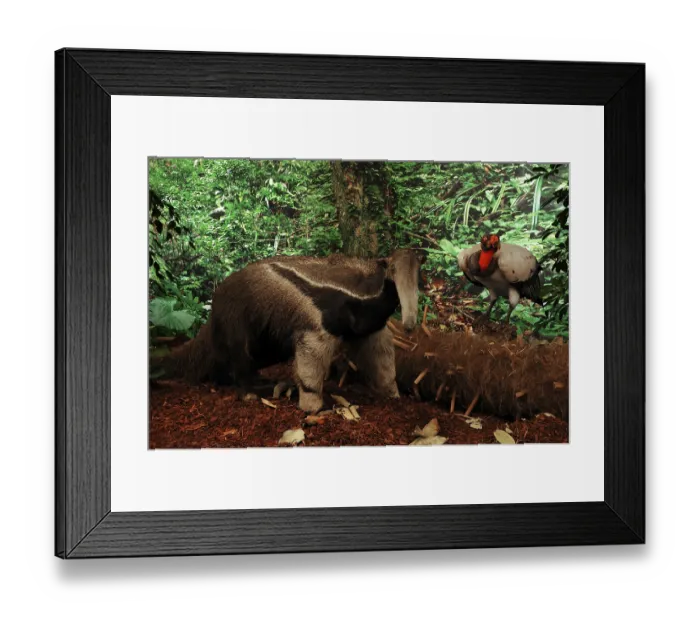 Framed Print : Reconstructed scene of a South American jungle with stuffed animals