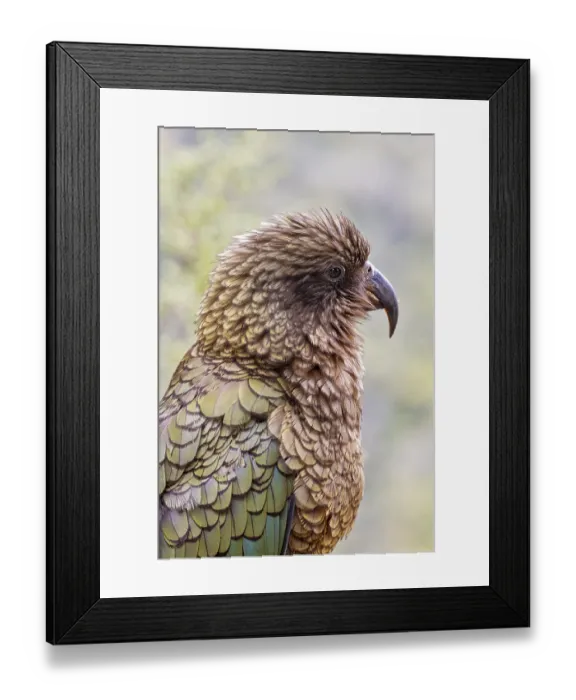 Framed Print : Kea (Nestor notabilis), Fiordland National Park