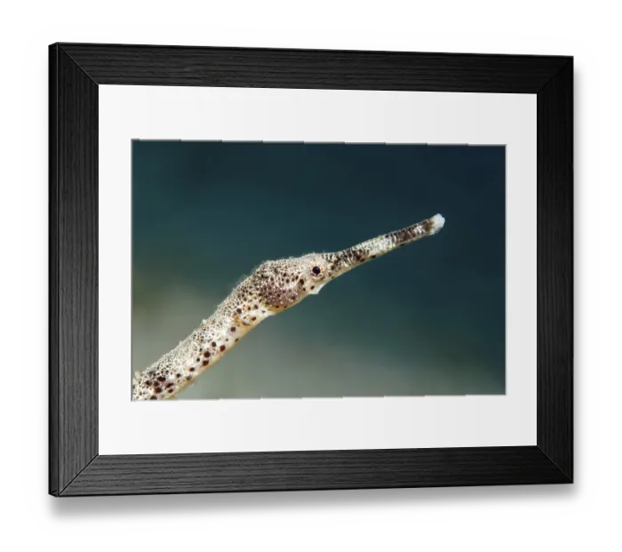 Framed Print : Double-ended pipefish (Trachyrhamphus bicoarctatus)