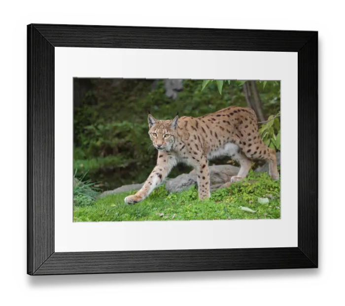 Framed Print : A Eurasian lynx (Lynx lynx) runs across a meadow