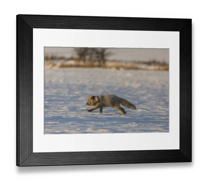 Framed Print : One arctic fox (Vulpes lagopus) Framed Print : One arctic fox (Vulpes lagopus)