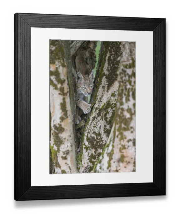 Framed Print : One young (10 weeks old) male Eurasian lynx