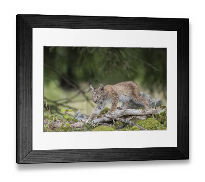 Framed Print : One young (10 weeks old) male Eurasian lynx