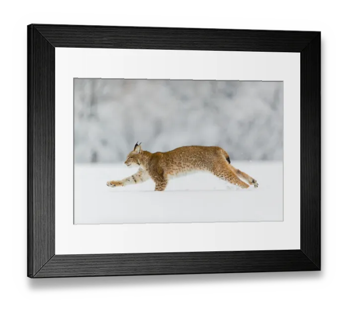 Framed Print : One young male Eurasian lynx, (Lynx lynx)
