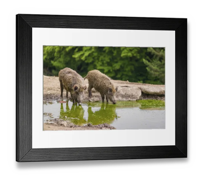 Framed Print : Two wild boar or wild pig (Splayus scrofa) drink water from a small pool