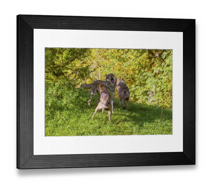 Framed Print : Three eurasian gray wolves (Canis lupus lupus) play with each other on a meadow on a hill