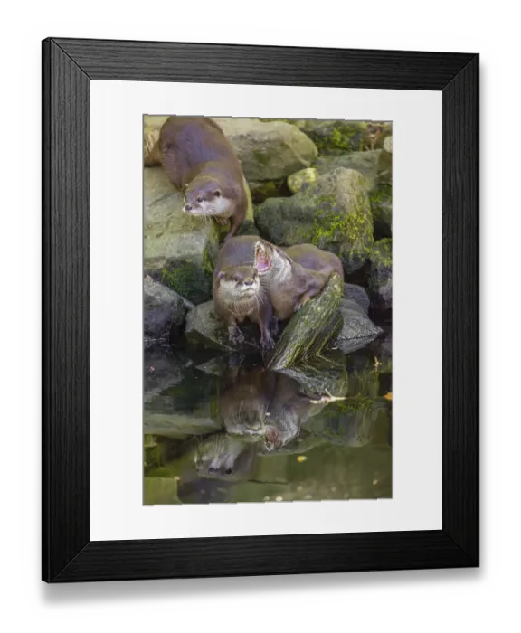 Framed Print : Three oriental small-clawed otter or Asian small-clawed otter (Aonyx cinerea) are standing on a rocky shore Framed Print : Three oriental small-clawed otter or Asian small-clawed otter (Aonyx cinerea) are standing on a rocky shore