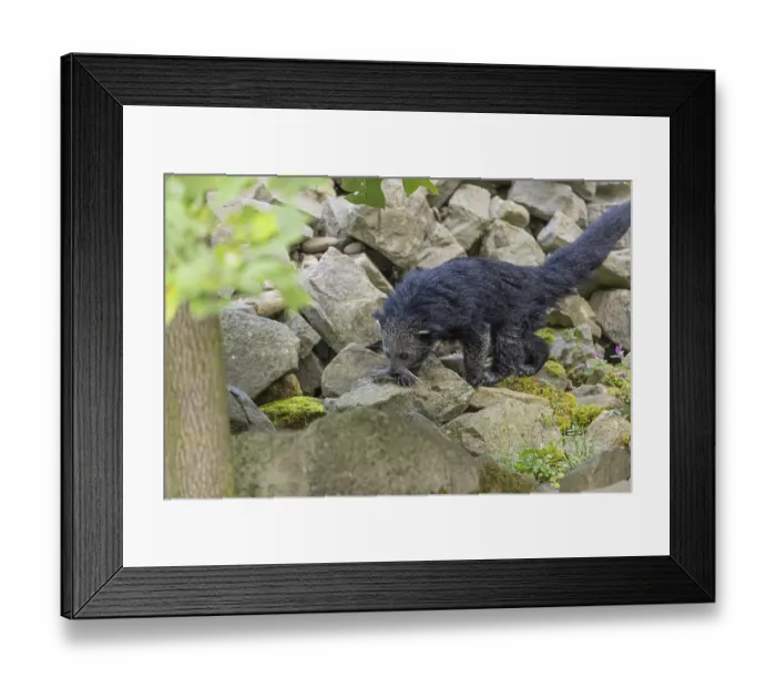 Framed Print : One binturong (Arctictis binturong)