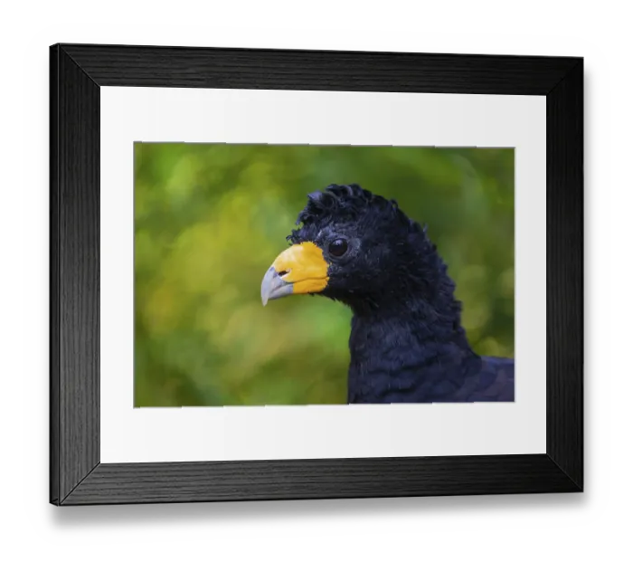 Framed Print : Portrait of a black curassow (Crax alector)