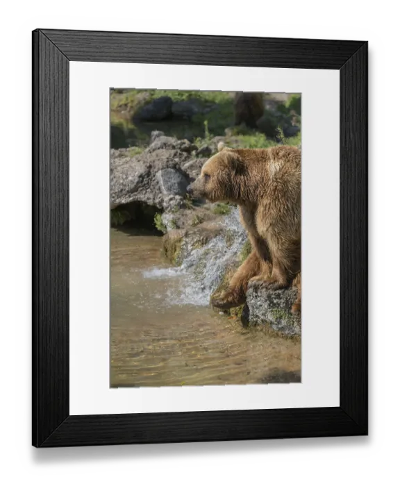 Framed Print : One eurasian brown bear (Ursus arctos arctos)