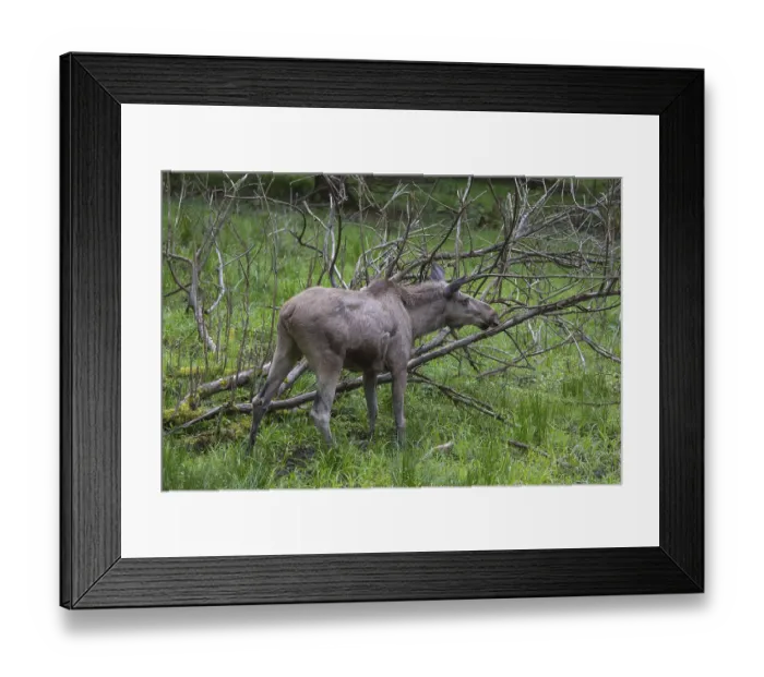 Framed Print : Moose (Alces alces) cow with trees and green grass around